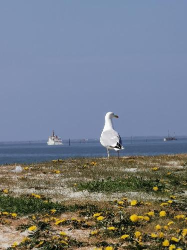 KleinAberFein an der Nordseeküste