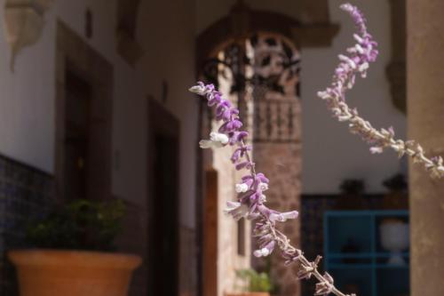 256014855 NaNa Vida Hotel Morelia