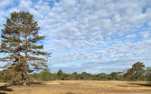 TinyStay Veluwe