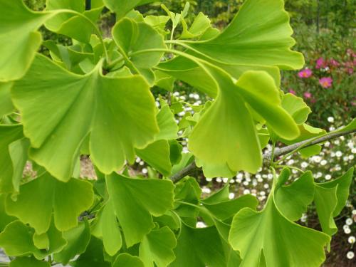 Twin Ginkgo