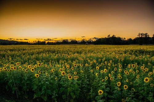 Genius Guest Unique Banovci Apartment Genius Guest Unique Banovci Apartment