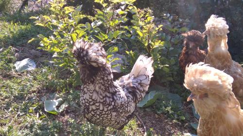 B&B Il Suono del Bosco - Accommodation - Arcugnano