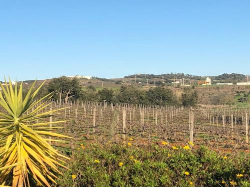 Vineyard Country House cottage Carmo