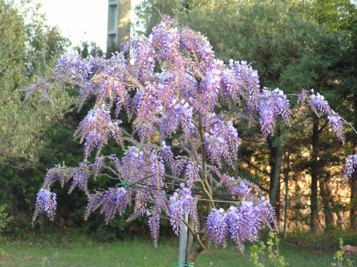 Le Jardin des Selves