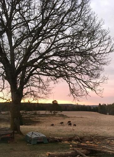 Surrounding environment, Stuga vid viltaker nara norska gransen in Stromstad
