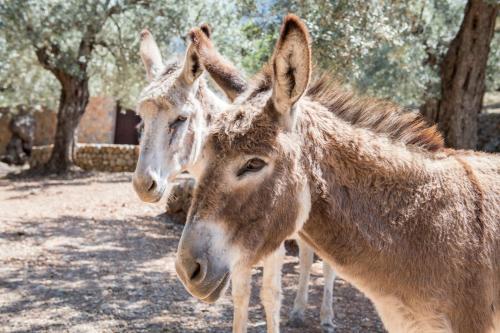 Raco de Soller - image 2