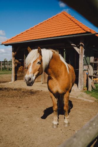 Podkowa Modliszów