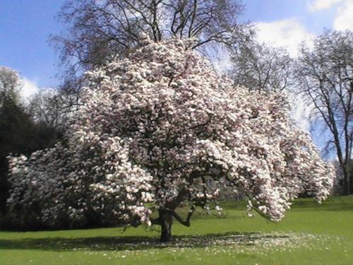 Business Suiten - image 2