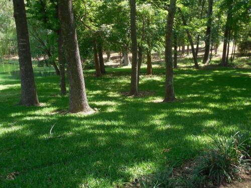 Dogwood Springs Lodgings - image 8