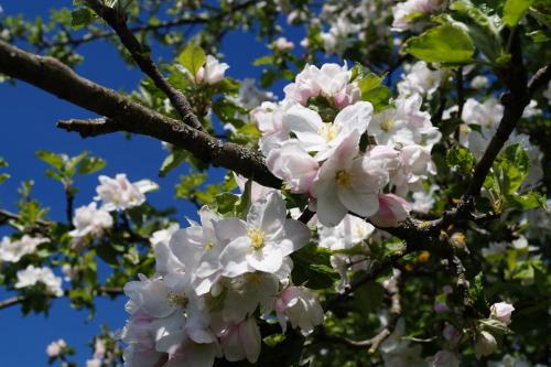 Single Room with Balcony