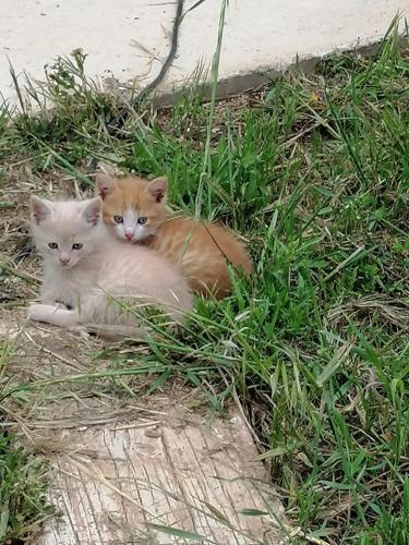 Campomarino Vacanze chambre d'hôte Campomarino