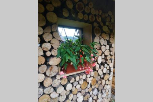 Hut at the forest