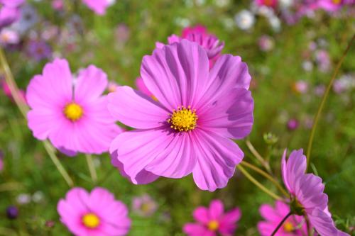 B&B La Giara di Assisi - Assisi