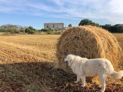  Agriturismo La Palascìa Masseria Agreste, Otranto bei Minervino di Lecce