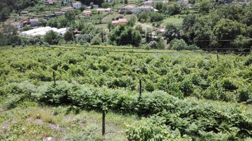 Quinta da Mata - image 6
