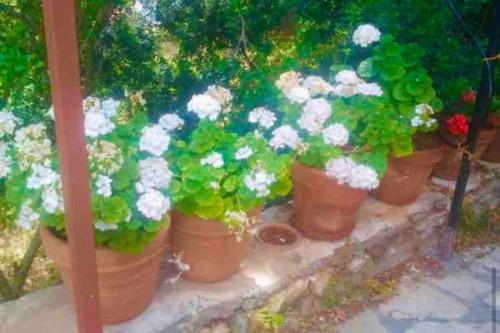 18th century Villa by the sea with big garden