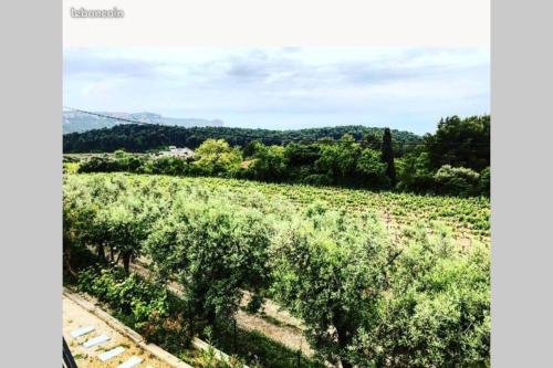 Studio dans les vignes de cassis