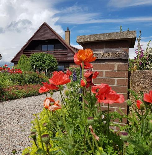 The Poppies