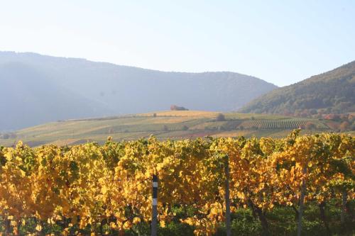 Ferienwohnung Spatzennest - main image