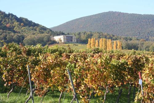 Ferienwohnung Spatzennest - image 8