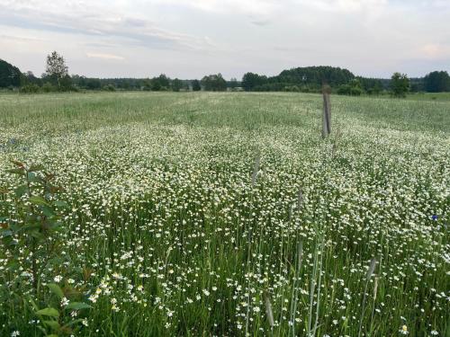 Agroturystyka w zielonym spichlerzu, Puszcza Białowieska