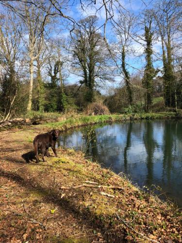 Red River Stables - Peaceful, beautiful grounds, swimming pool, central location for West Cornwall