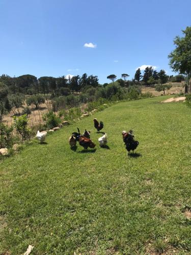 Agriturismo Is Conchisceddas