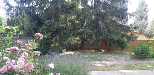 Damjanich Home close to the lake - image 4