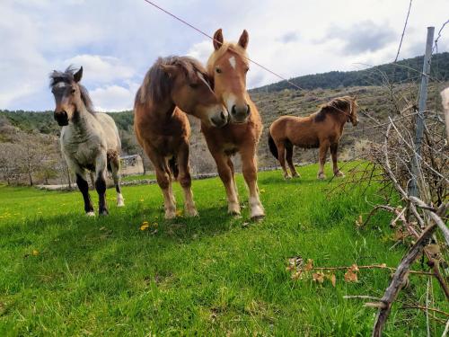 Hostal Pas De La Pera