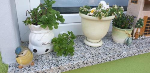 Gartenlaube Gartenlaube