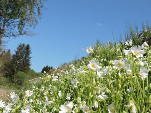 Seveniger Mühle (Seveniger Muhle) in Sevenig
