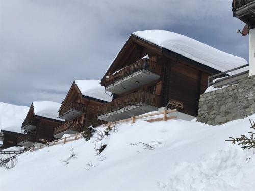 Silberdistel in Belalp, Schweiz