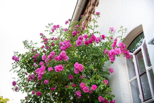 B&B Reveille - image 11