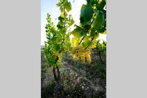 Cascina Olivetta -sleep in winery