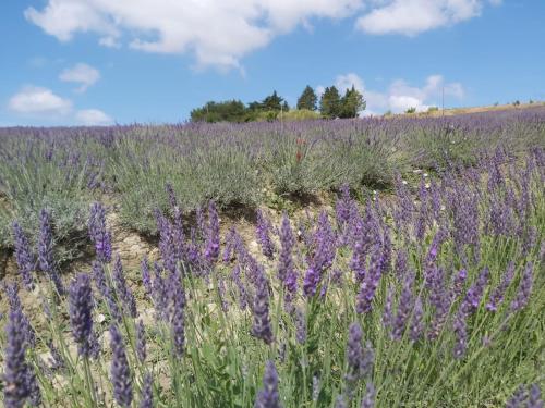 Agriturismo Mandriato