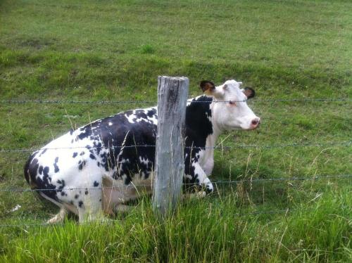 Hébergements Insolites dans tonneaux - Gite Le Coup de Foudre