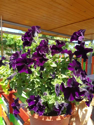 Casa Simona Casa Simona