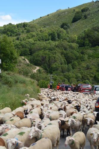 Gite Mont Lozère