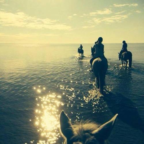 Sassi Talu Horsefarm in Област Пярну