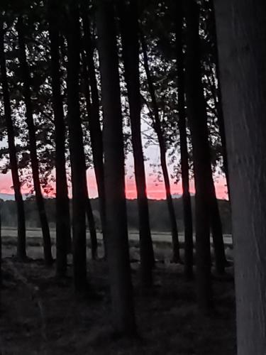 DURMIENDO ENTRE ARBOLES, Bonita cabaña en La Rioja