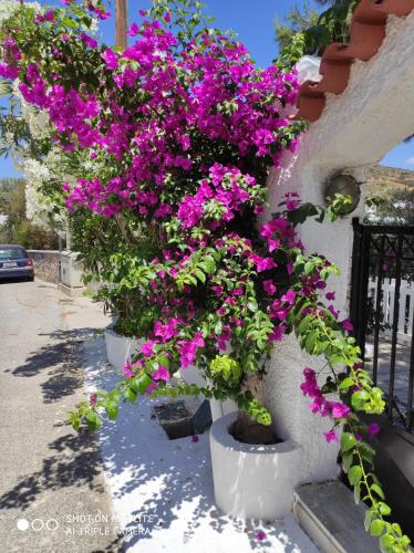  Vokamvilia Apartments in Kini