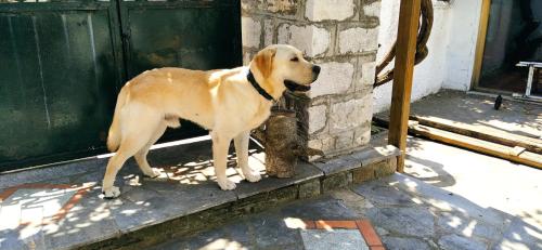  Archontiko Kantartzi in Portaria