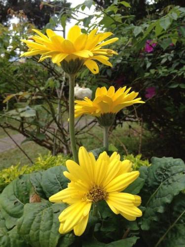 FH Comfy Home FH Comfy Home