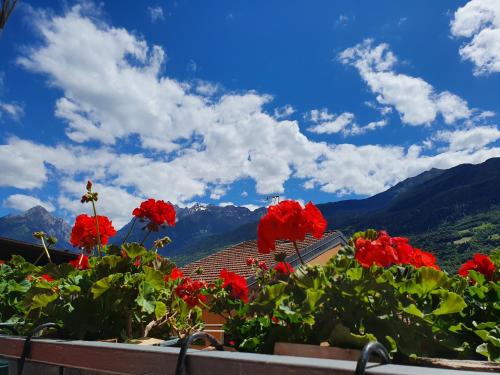 B&B Il Pettirosso 2