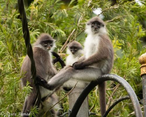 FH Comfy Home FH Comfy Home