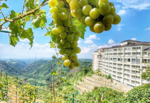 Tagaytay, Twinlakes, The Vineyard at Merlot photo