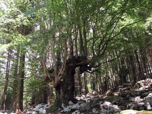 Chalet Orchidea in Gallio