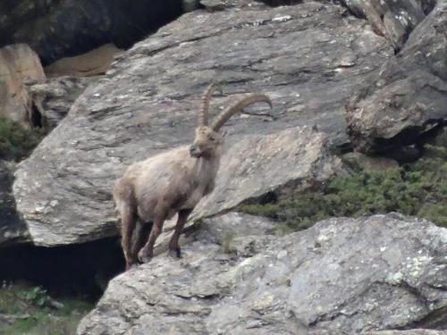 Emelie Zermatt 4**** - image 13