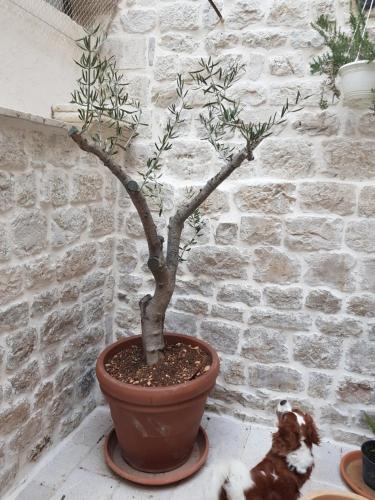 Villa Kudelik - Stone Story – Trogir, MD