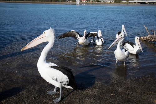 Lake Edge Apartments